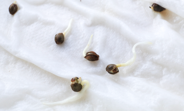germinated-cannabis-seeds-showing-taproot Germinated cannabis seeds showing taproot