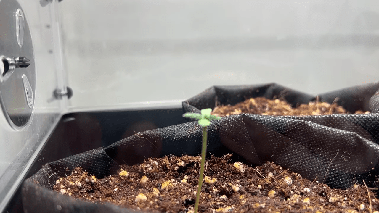 sprouting cannabis plant.