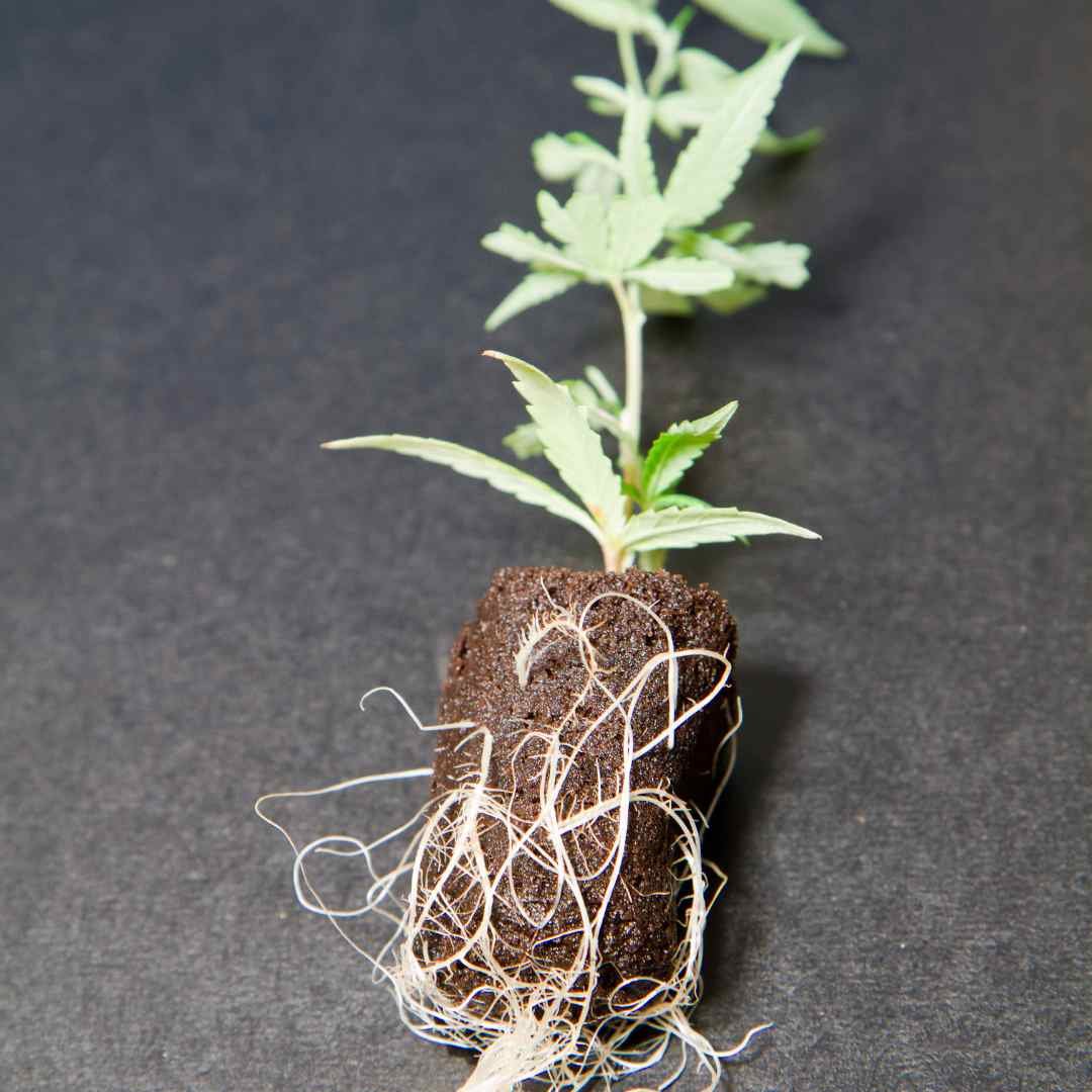 white cannabis plant roots in brown organic soil