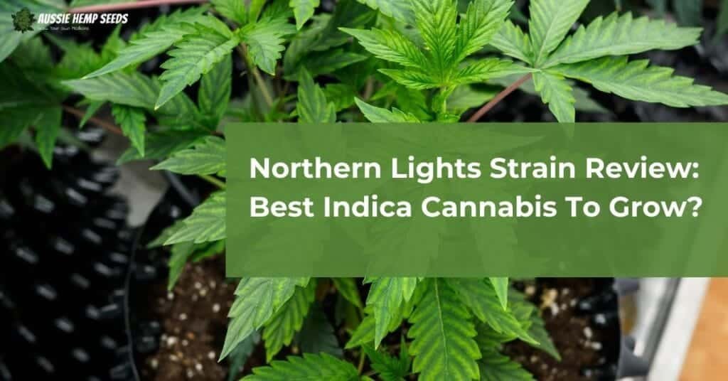 Northern Lights Strain Review