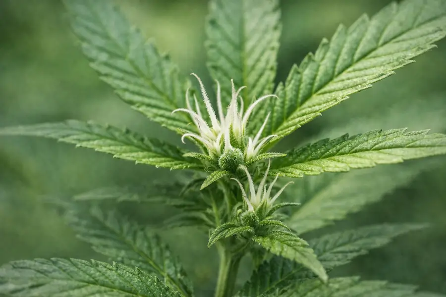 female cannabis pistils emerging at node early flowering stage