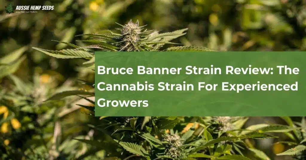 Bruce Banner Strain Review