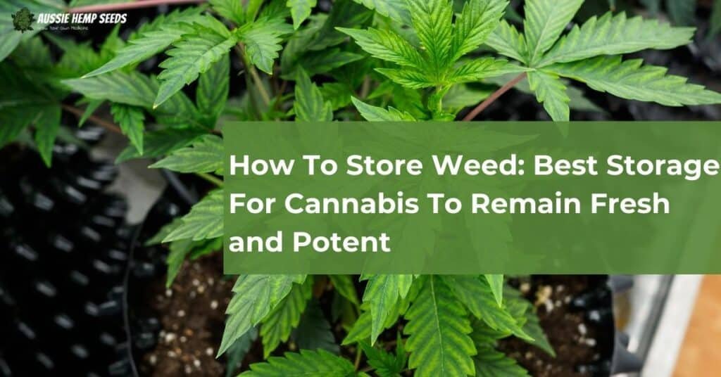 How To Store Weed- Best Storage For Cannabis To Remain Fresh and Potent