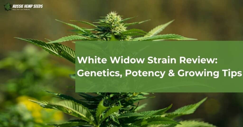 White Widow Strain Review