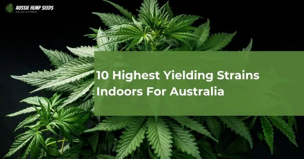 10 Highest Yielding Strains Indoors For Australia