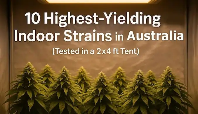 A cinematic digital painting of Matty Ridge’s 2×4 ft indoor cannabis test bench with ten even, bushy cannabis plants glowing under precision LED lighting, symbolizing data-backed yield testing for Australian growers.