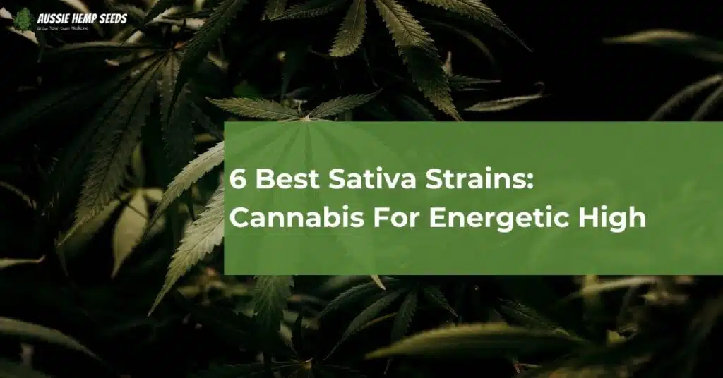6 Best Sativa Strains