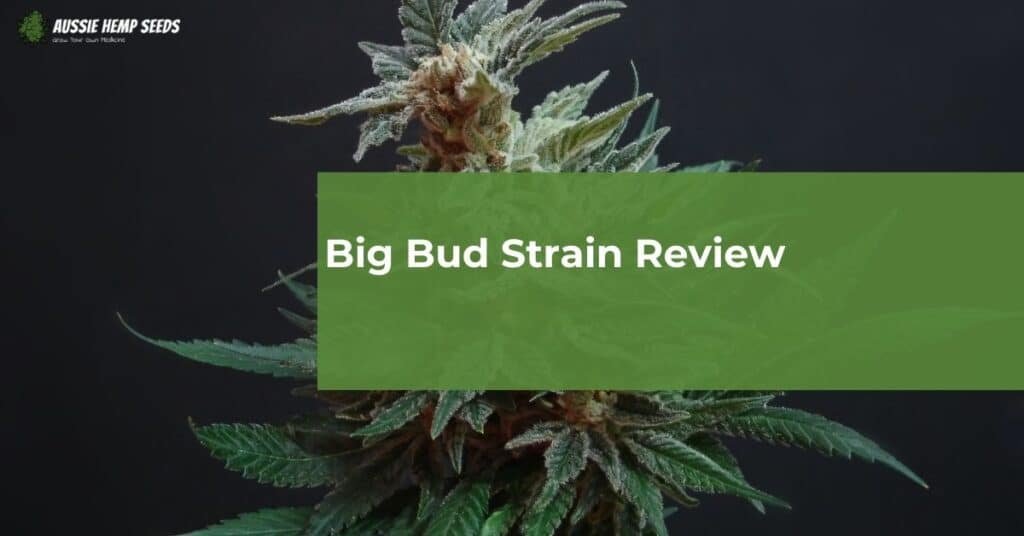 Big Bud Strain Review