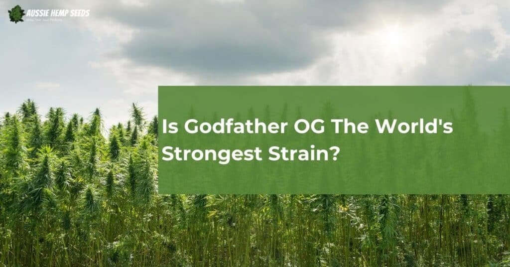 Is Godfather OG The World's Strongest Strain?