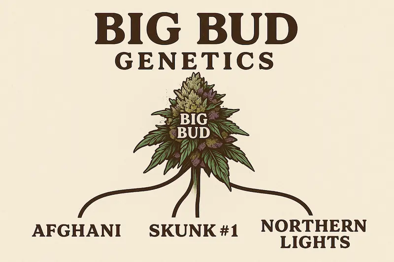 Infographic diagram showing Big Bud cannabis strain genetics with Afghani, Skunk #1, and Northern Lights merging into one large cola.