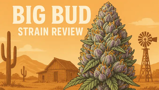 A stylized illustration of a massive, dense cannabis cola with purple and orange hues, set against a warm, desert background with a cabin, windmill, and cacti. The title "Big Bud Strain Review" is prominently displayed.