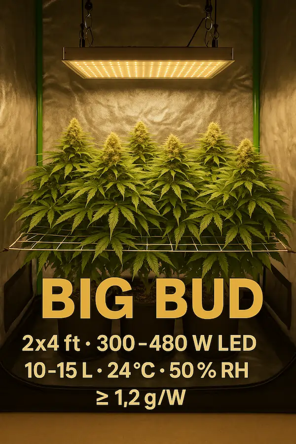 big-bud-test-bench-2x4ft-led-setup Bushy, uniform Big Bud cannabis plants growing in a 2×4 ft indoor tent under a 300–480 W LED bar light, each in 10–15 L fabric pots. All plants are the same height, forming a dense, even canopy trained with a SCROG net. The environment shows 24 °C, 50 % RH, and ≥ 1.2 g/W target — a precise, professional grow setup following Matty Ridge’s Aussie indoor standards.
