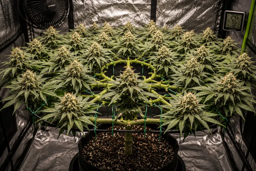 Advanced mainlined cannabis plant with symmetrical flowering canopy, even cola spacing, and balanced indoor grow structure