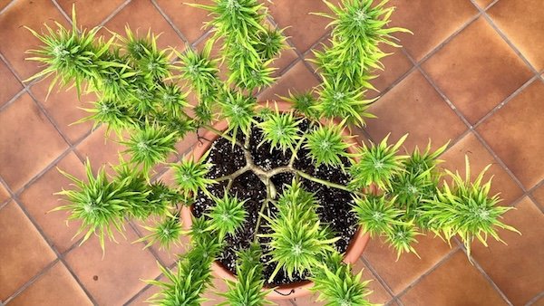 mainlining-cannabis-plant Mainlining technique on a cannabis plant