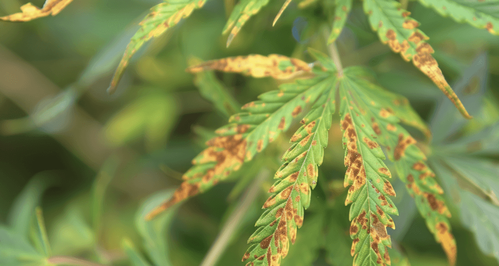 Rust spots on a cannabis leaf