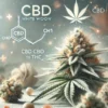 10:1 CBD White Widow Strain