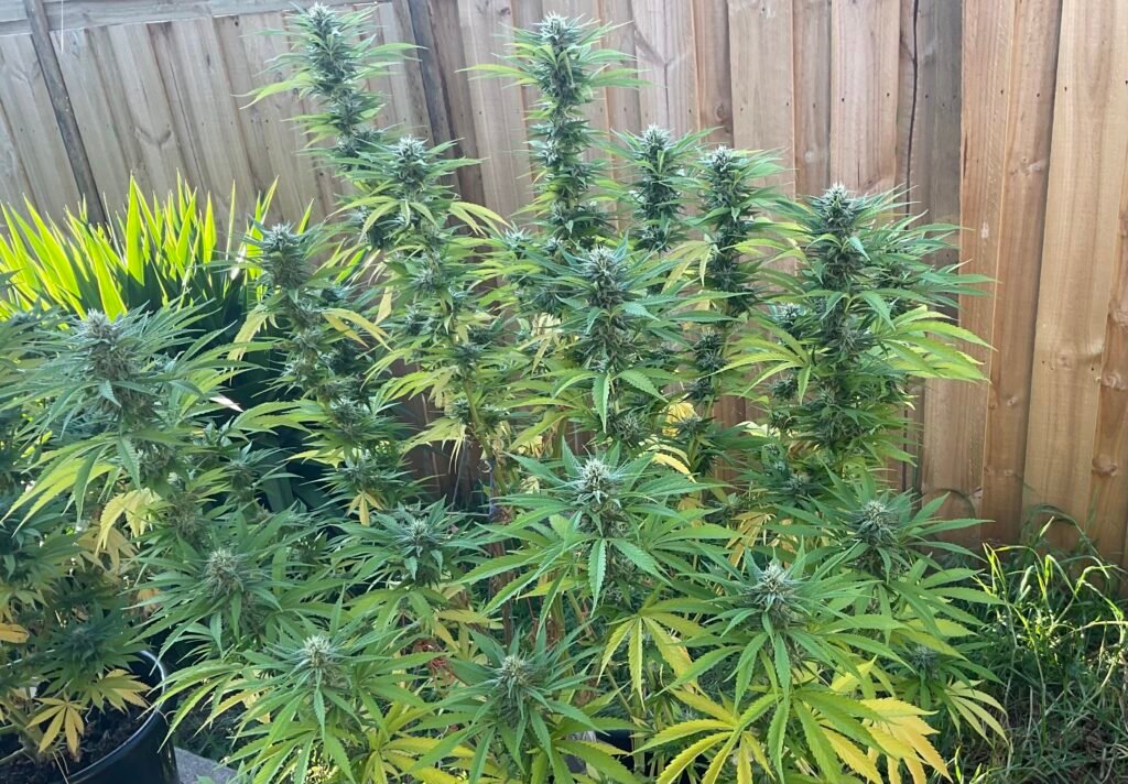 Image #2 from Anthony