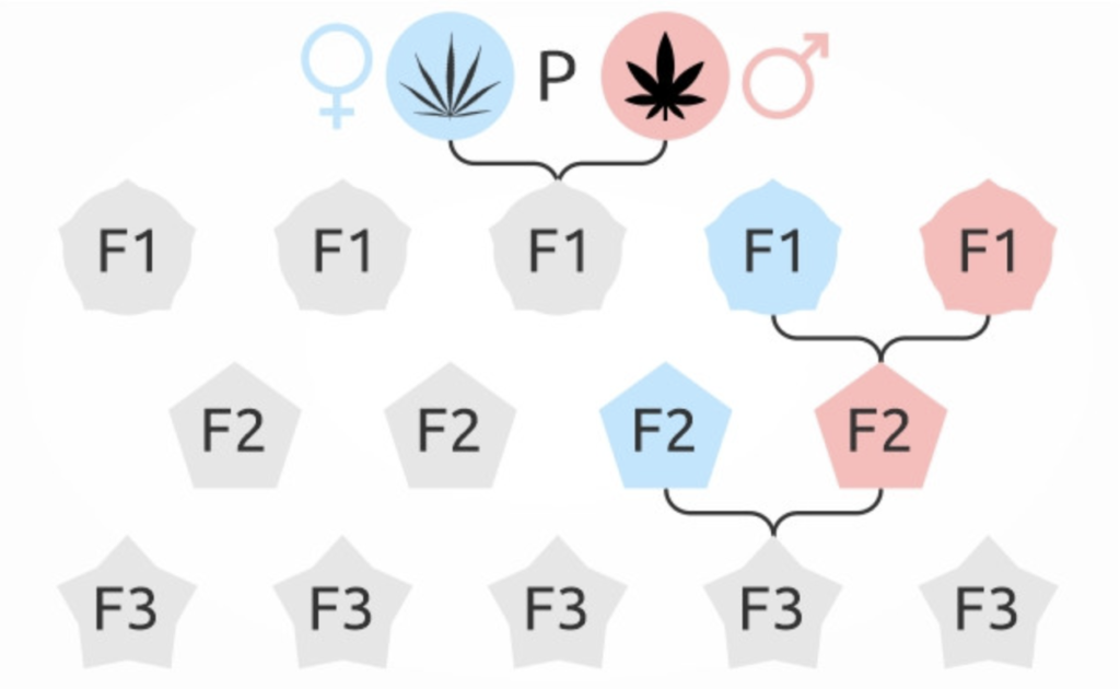 F1 F2 F3 genetics tree