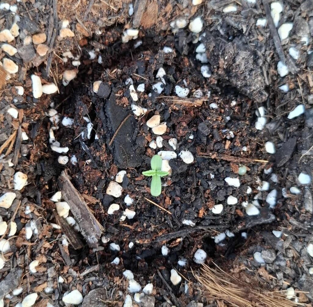 Image #1 from Roddles