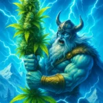 Alaskan Thunderfuck Feminised Seeds