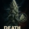 Death Star Feminised cannabis plant in full bloom showing deep purple buds and dense colas – Aussie Hemp Seeds Australia