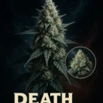 Death Star Feminised Seeds