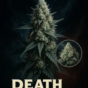 Death Star Feminised cannabis plant in full bloom showing deep purple buds and dense colas – Aussie Hemp Seeds Australia
