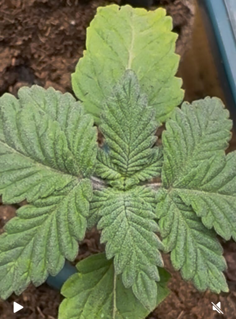 Image #1 from thomas