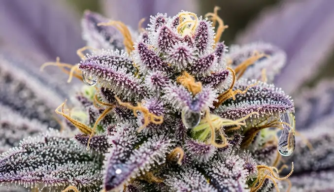 Macro photography of a deep purple cannabis cola displaying heavy trichome coverage and vibrant anthocyanin pigment expression.