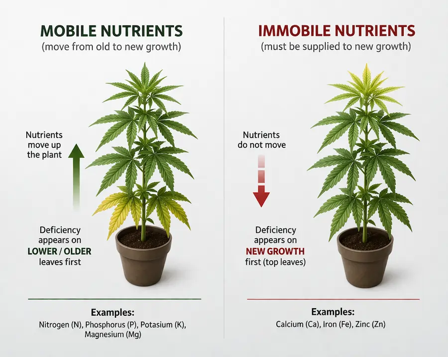 cannabis mobile vs immobile nutrients diagram showing how deficiencies appear on lower leaves or new growth