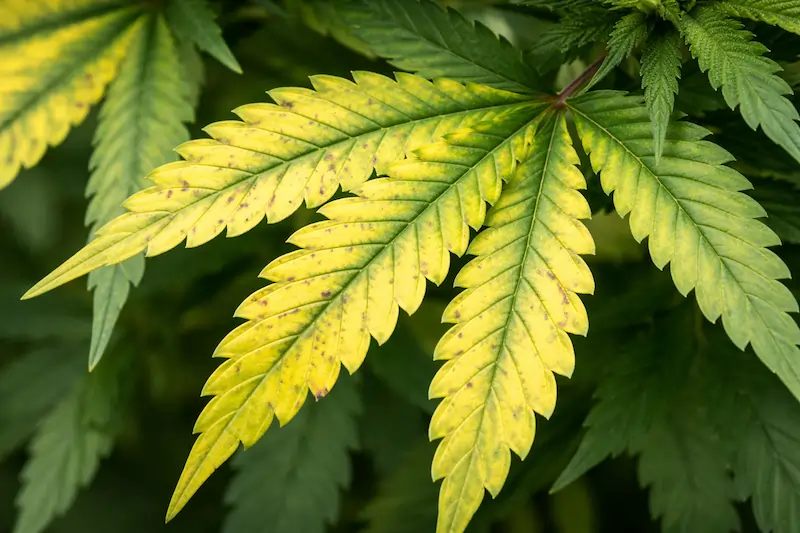 magnesium-deficiency-cannabis-leaf Cannabis leaf showing magnesium deficiency with interveinal chlorosis and yellowing between veins.