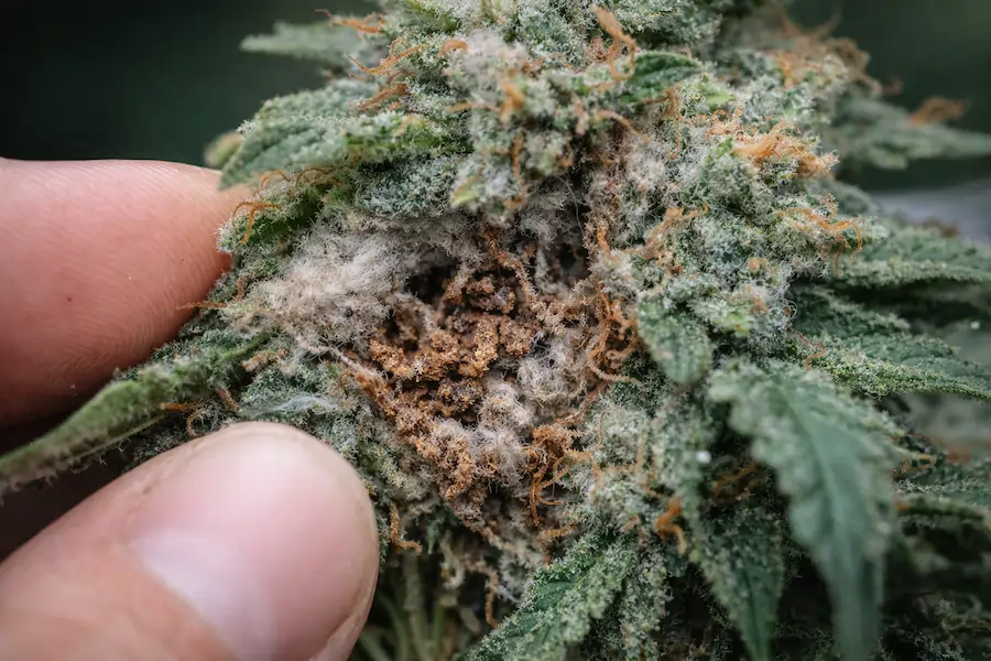 wedding cake cannabis bud rot inside dense cola botrytis mold australia grow issue