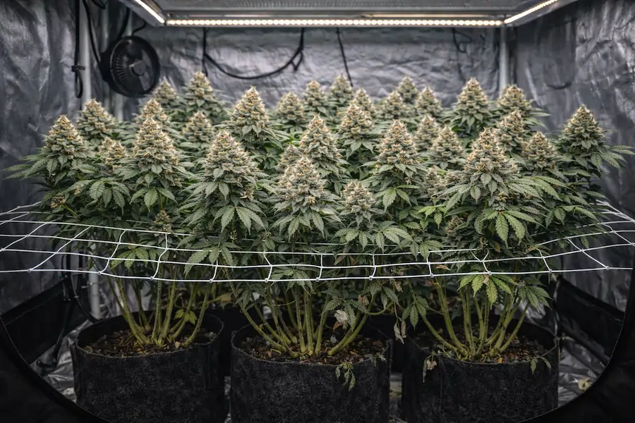 wedding cake cannabis indoor grow scrog net flowering canopy real grow tent australia