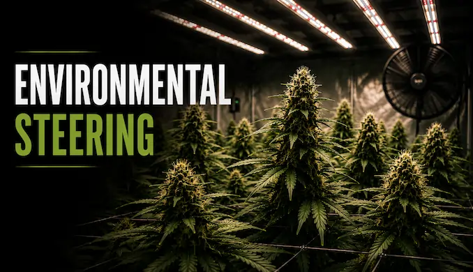 Cinematic indoor cannabis grow room during flower stretch with the title Environmental Steering and an even flowering canopy under LED lights