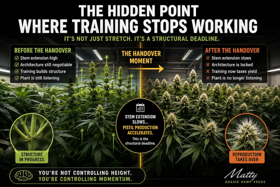 Cannabis stretch control infographic showing the handover point where stem extension slows and reproductive growth takes priority during flower stretch